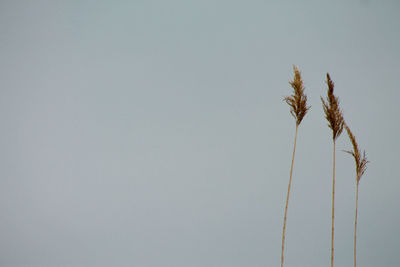 Low angle view of palm tree against clear sky