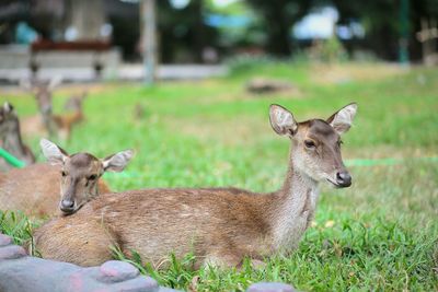 Deer relaxing on field