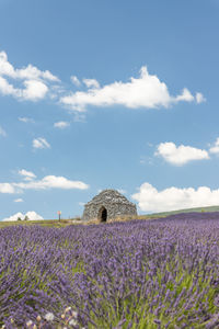 View of flowering plants on field against sky