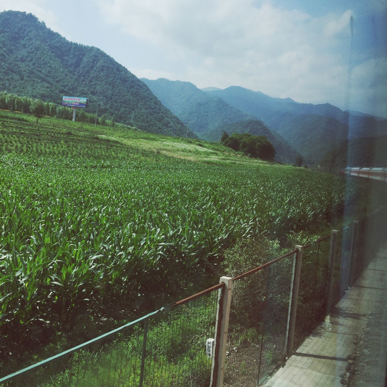 landscape, agriculture, field, tranquil scene, rural scene, mountain, tranquility, growth, fence, beauty in nature, sky, nature, green color, scenics, farm, plant, day, grass, vineyard, cloud - sky