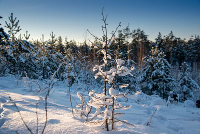 Fantastic landscape glowing by sunlight. dramatic wintry scene. kingisepp, russia, europe. beauty.