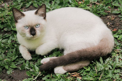 Portrait of cat relaxing on grass