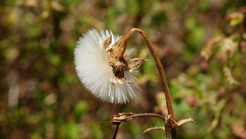 Close-up of flower