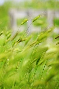 Close-up of crops growing on field