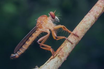 Close-up of insect on branch