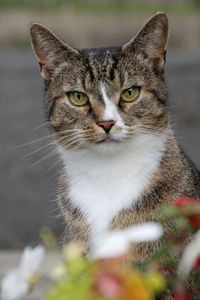 Close-up portrait of cat