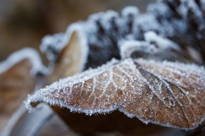 Close-up of frost on tree