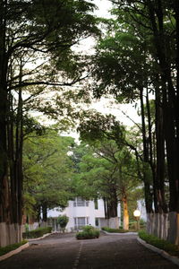 Road along trees