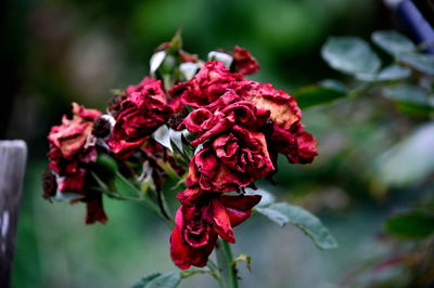 Close-up of dried flowers