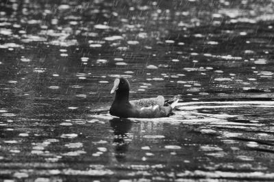 Duck swimming in lake