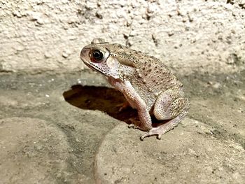 Close-up of frog on rock