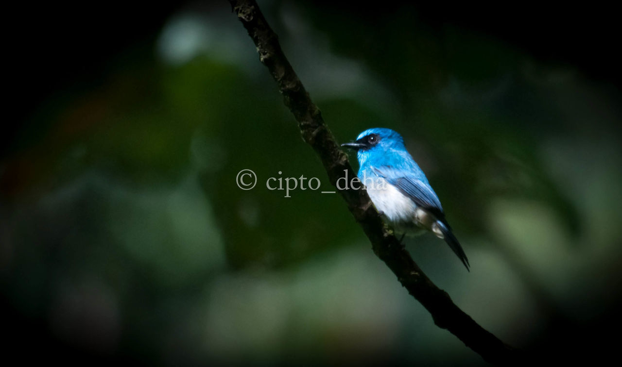 Indigo Flycatcher