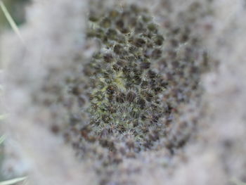 Extreme close up of plant