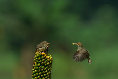 Close-up of birds flying