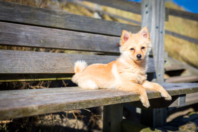 Portrait of dog by wooden fence