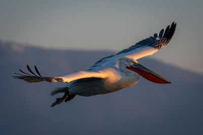 Low angle view of bird flying against clear sky