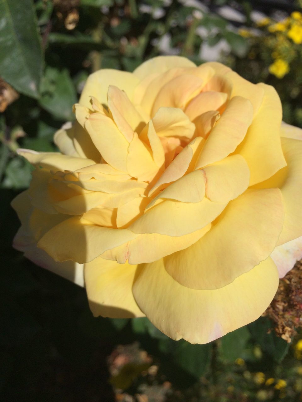 CLOSE-UP OF YELLOW ROSE