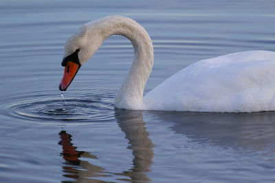 Swan floating on lake