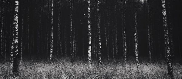 Trees growing on field in forest