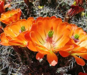 Close-up of orange flowers blooming outdoors