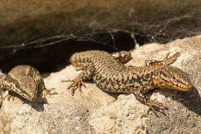 Close-up of lizard on rock