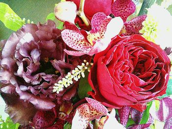 Close-up of pink flowers