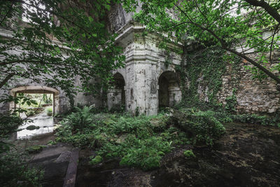 Plants in old building