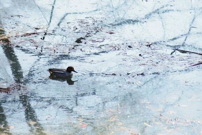 Reflection of ducks in water