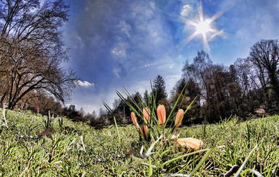 Close-up of plants growing on field against sky