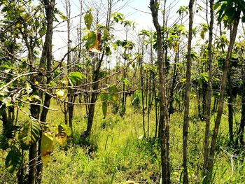 Trees in forest