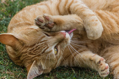 Close-up of cats on the grass