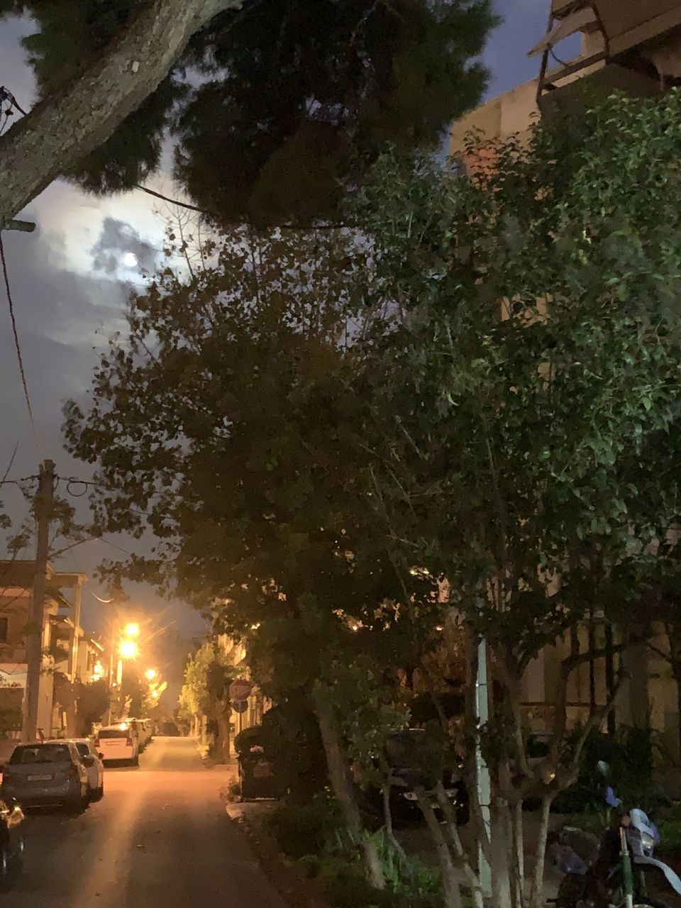 STREET AMIDST TREES IN CITY