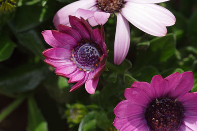 Close-up of pink flower