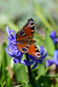 Close-up of butterfly pollinating on purple flower