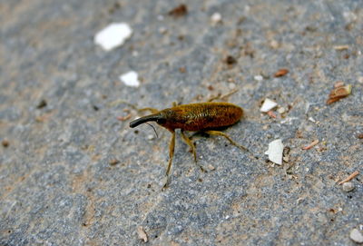 High angle view of insect on rock