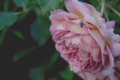 Close-up of pink flowers