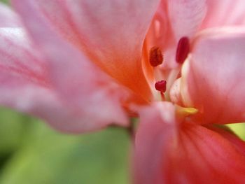 Close-up of pink flower