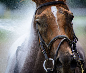 Close-up of horse