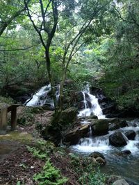 Scenic view of waterfall in forest