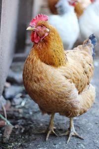 Close-up of rooster