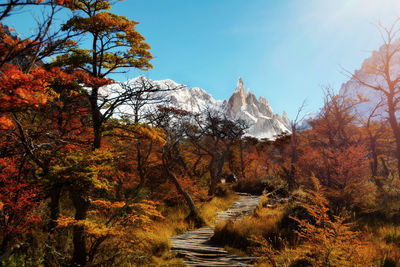 Scenic view of forest during autumn