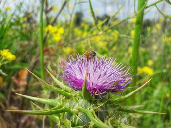 Close-up of honey bee on thistle