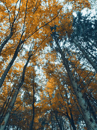 Low angle view of trees against sky