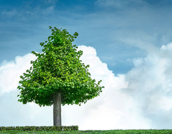 Single green tree is at cloud background