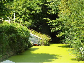 Narrow pathway along trees