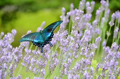 Close-up of insect on flower