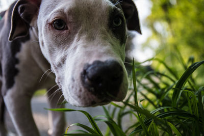 Close-up portrait of dog