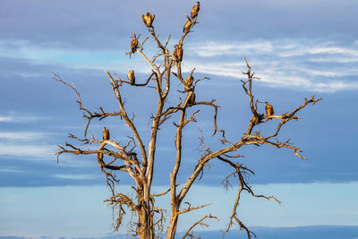 Low angle view of bare tree against sky