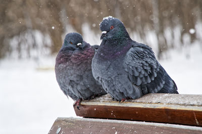 Close-up of birds perching on wood in winter