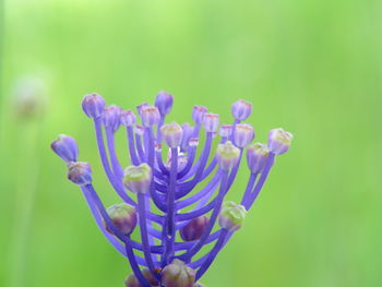 Close-up of blue flower